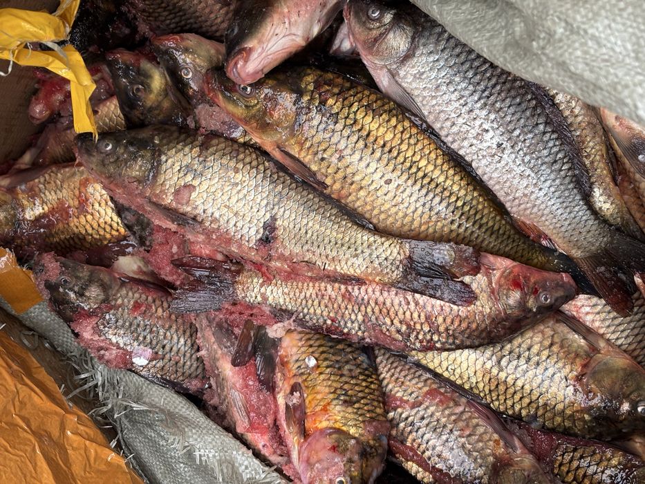 Сазан балық бүгінгі кг 1500