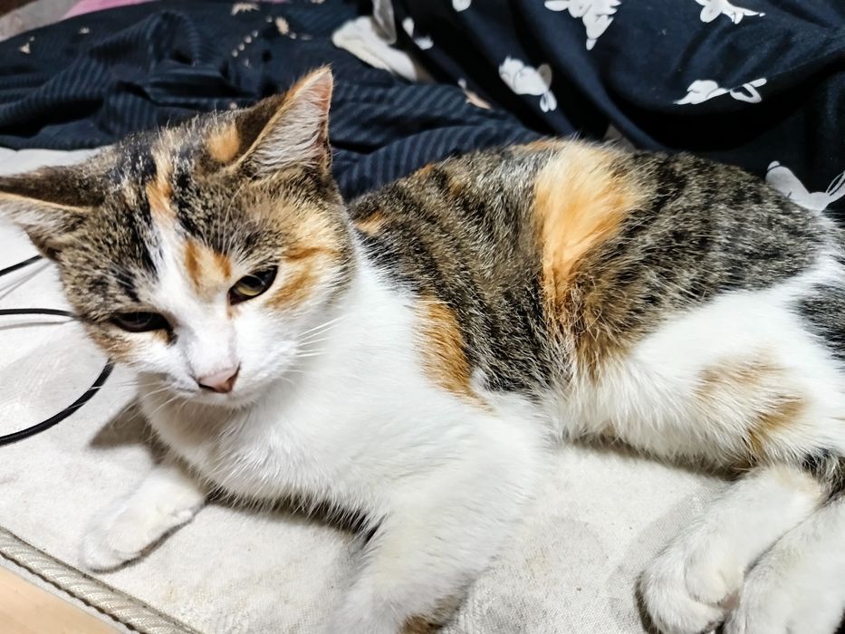 Отдам в добрые руки