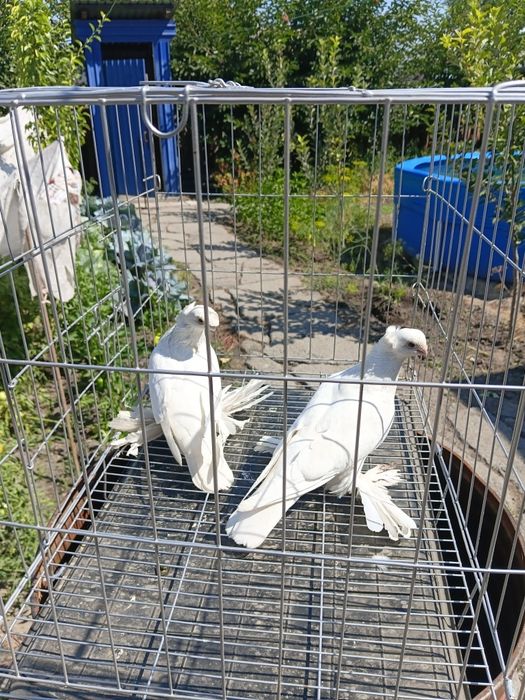 Продам 3 пары голубей