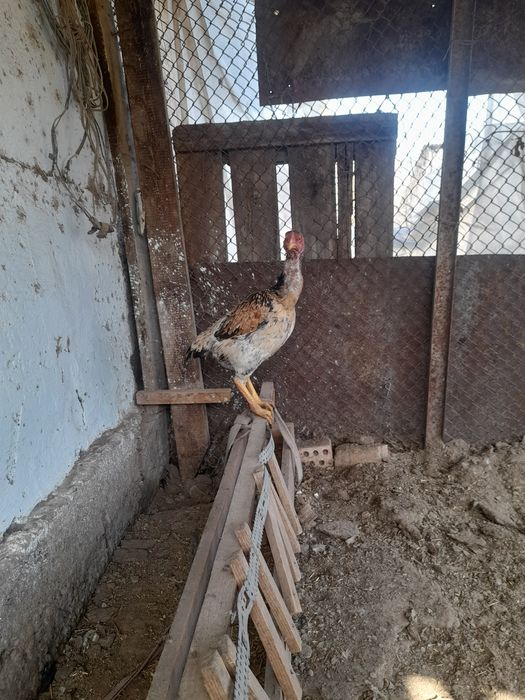 Хороший курица о шамо