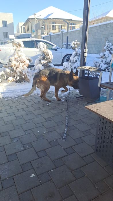 Найдена собака ,овчарка .бегает в районе жк елет