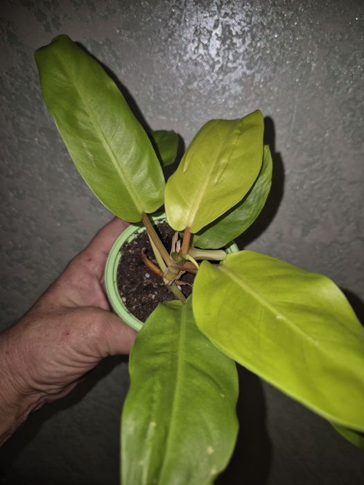 Домашние растения