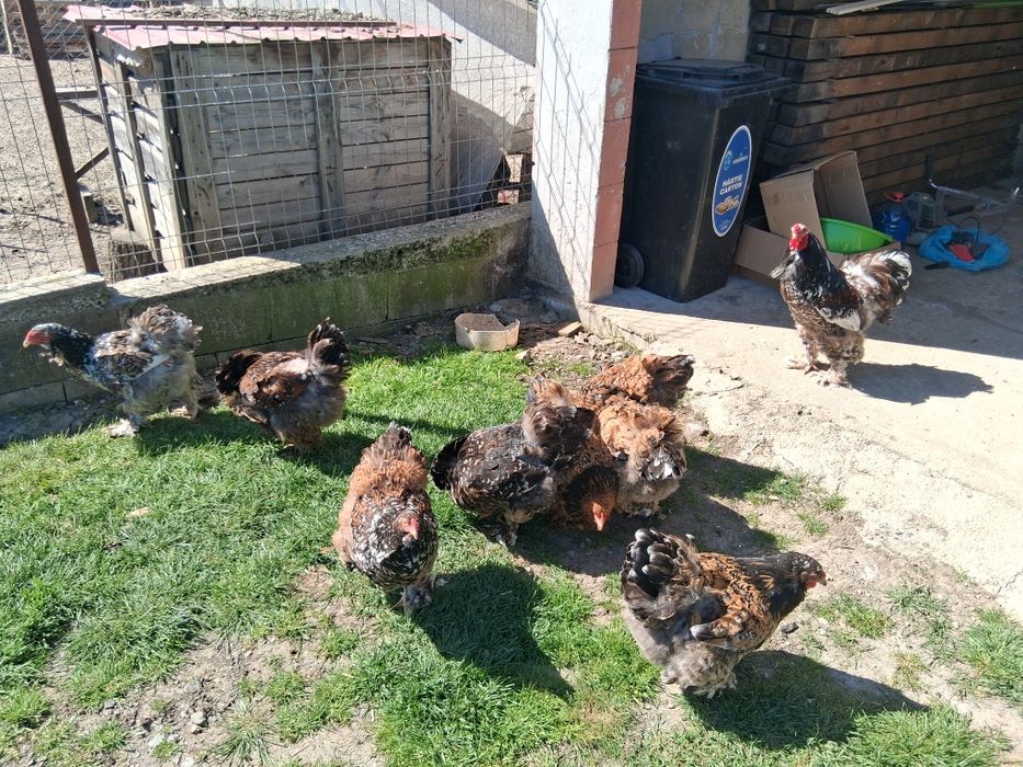 De vânzare găini brahma