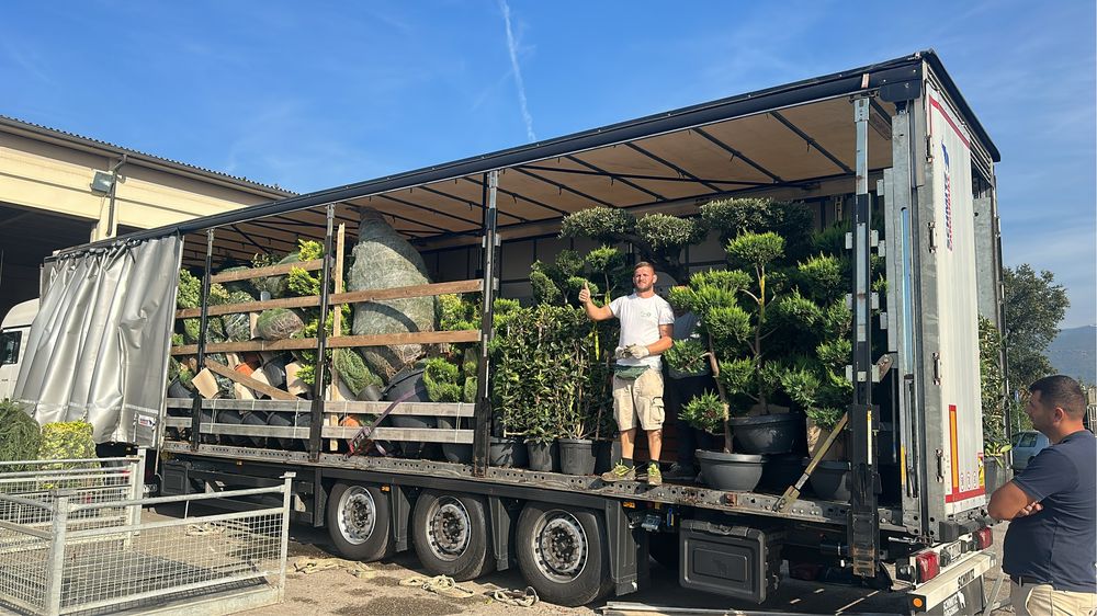 Palmier de mai mulete speci si multe alte plante