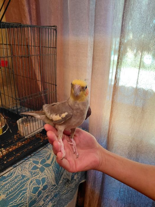 Попугай Корелла.