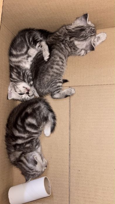 Котятя Скоттиш фолд