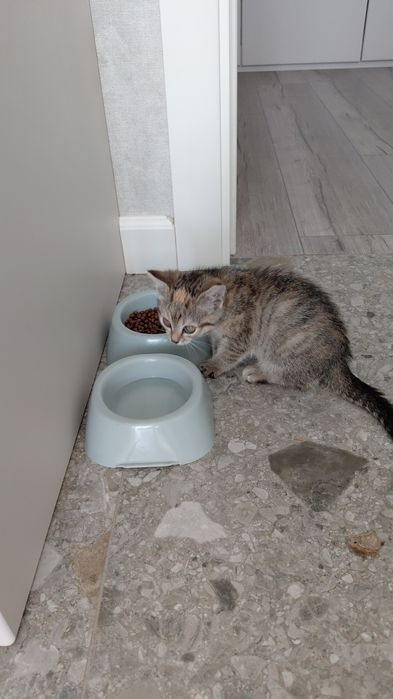 Отдам кошечку 1.5 месяцев
