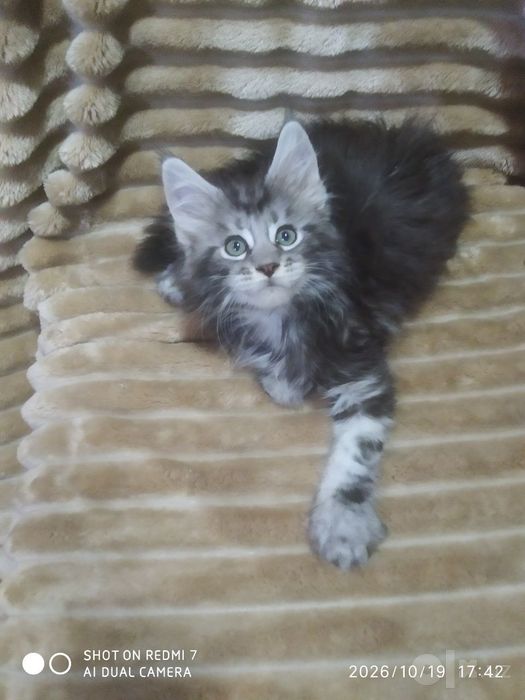Продаются котята Мей Кун