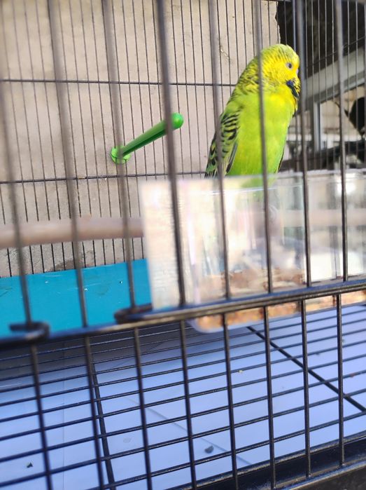 Говорящий попугай