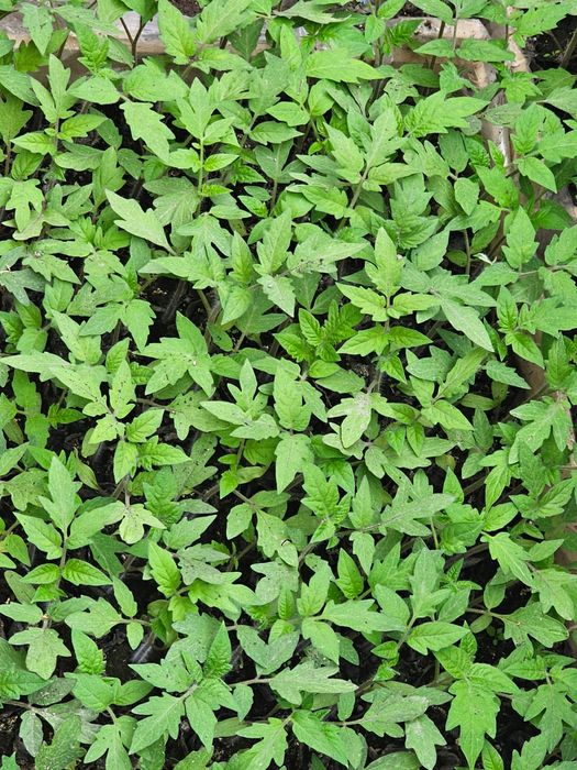 Продается рассада