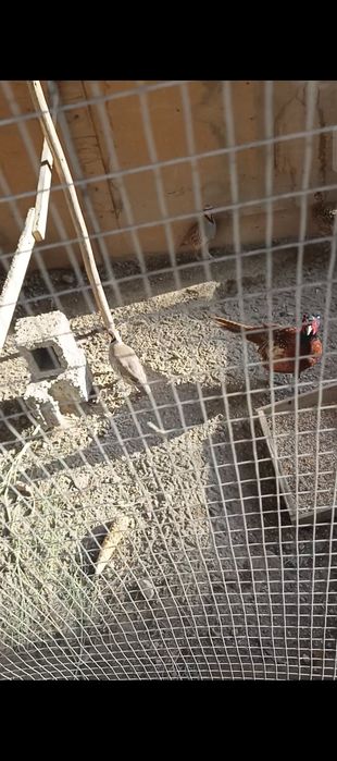 Fazan Kavkaz sotiladi 1+2 kelishamiz arzonroq beraman