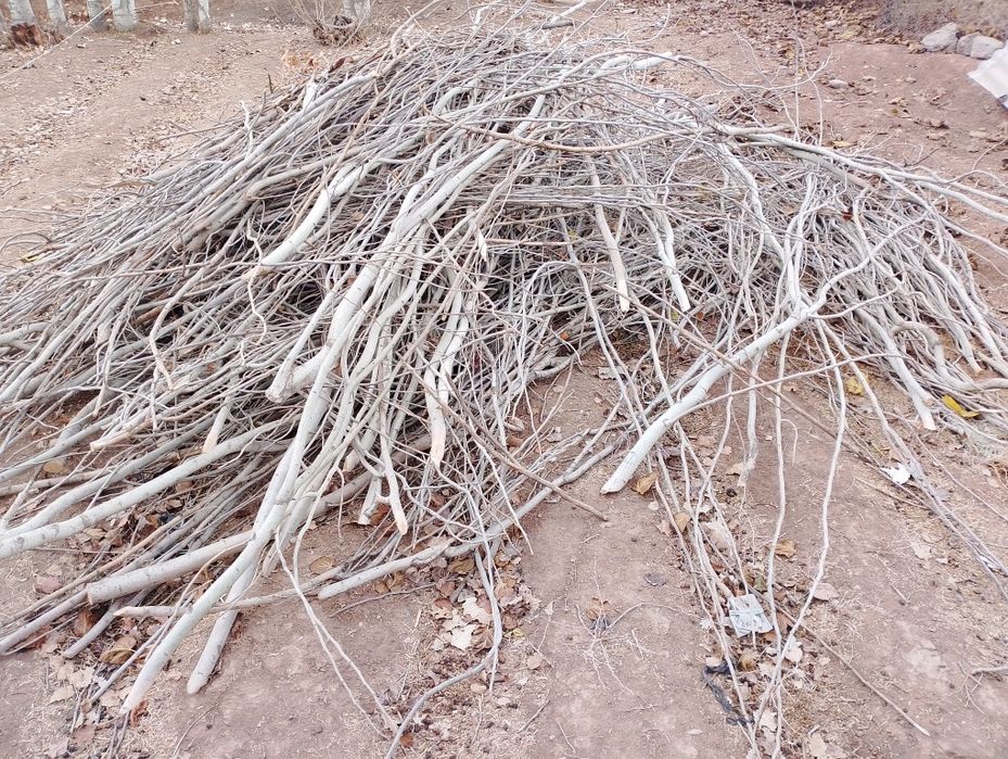 Terak o'tini sotiladi Продажа дров из тополя Qashqadaryo Yakkabogʻ