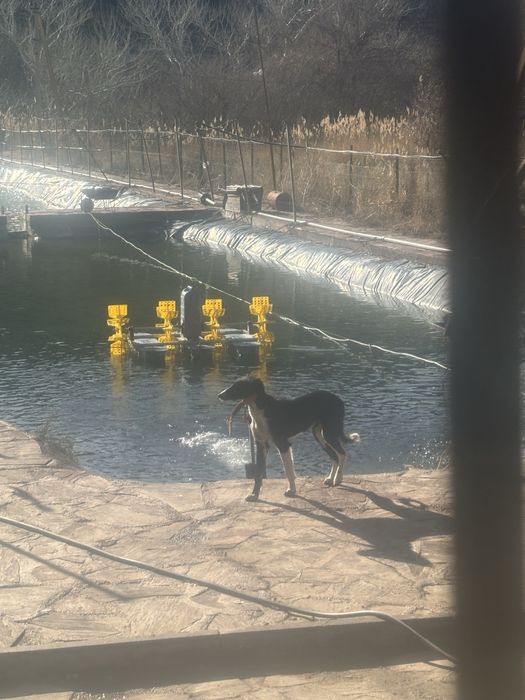 Тазы 5айлык ,