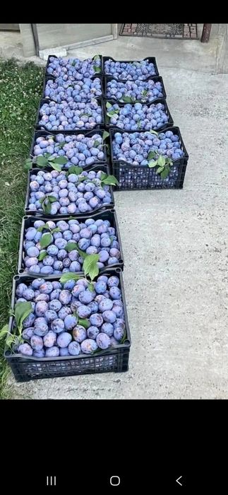 Vannd prune pentru tuica pălinca