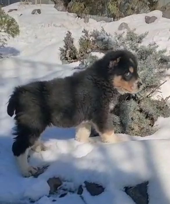 Кобель накопление чемпионских кровей