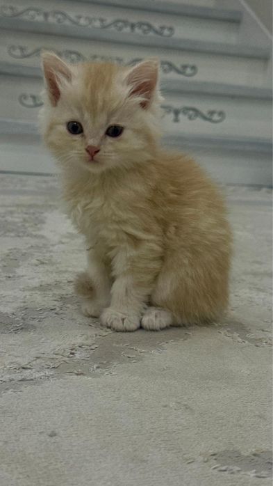 котята 1 месяц метисы