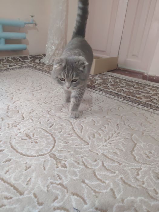 Scottish fold mushugi sotiladi
