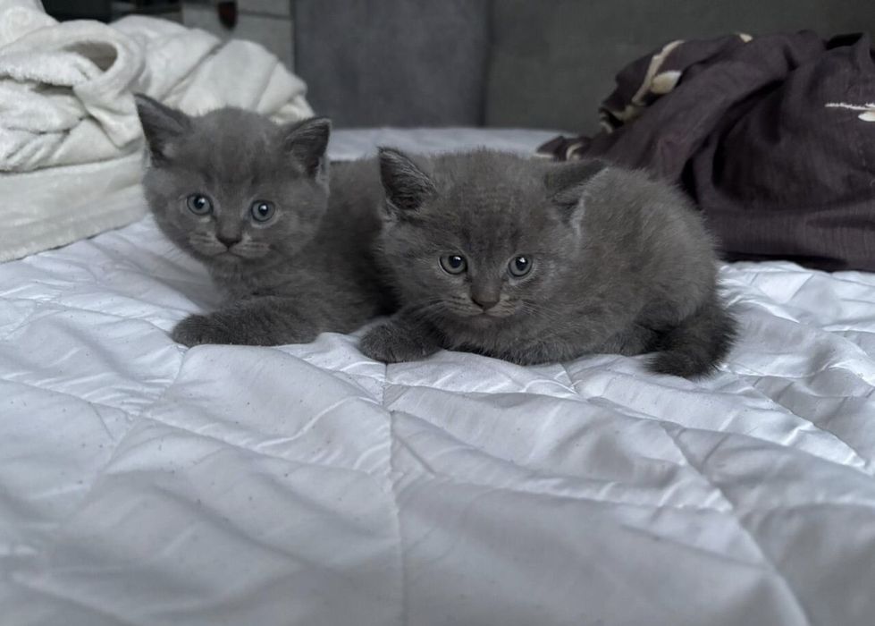 Британские котята