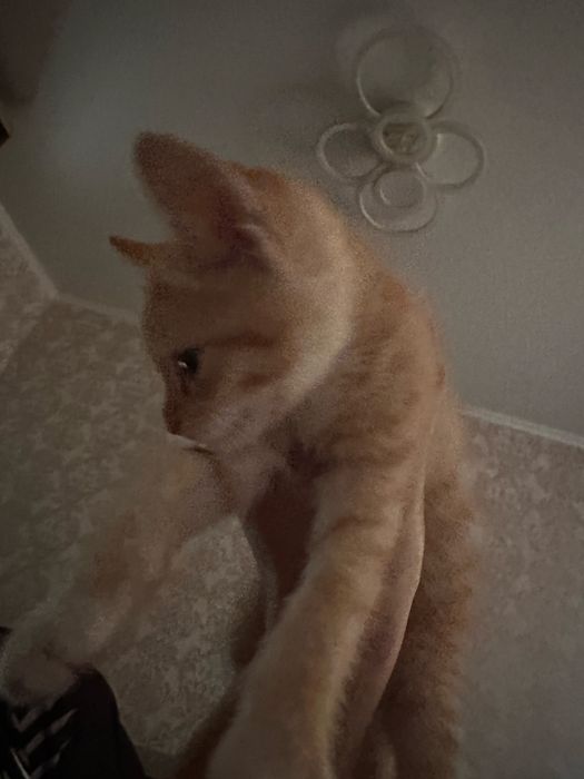 Котик отдам в добрые руки!
