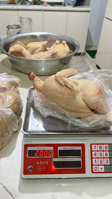 Бройлеры домашние куры