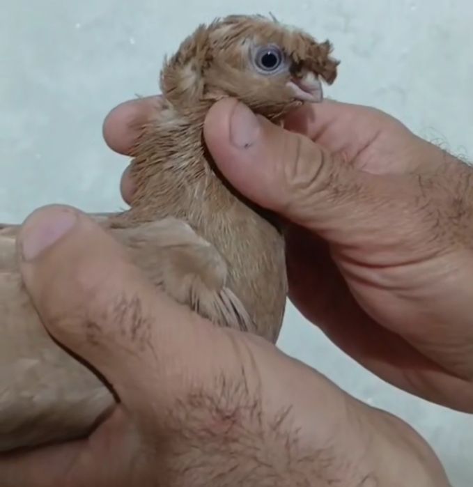 Продам голубей...