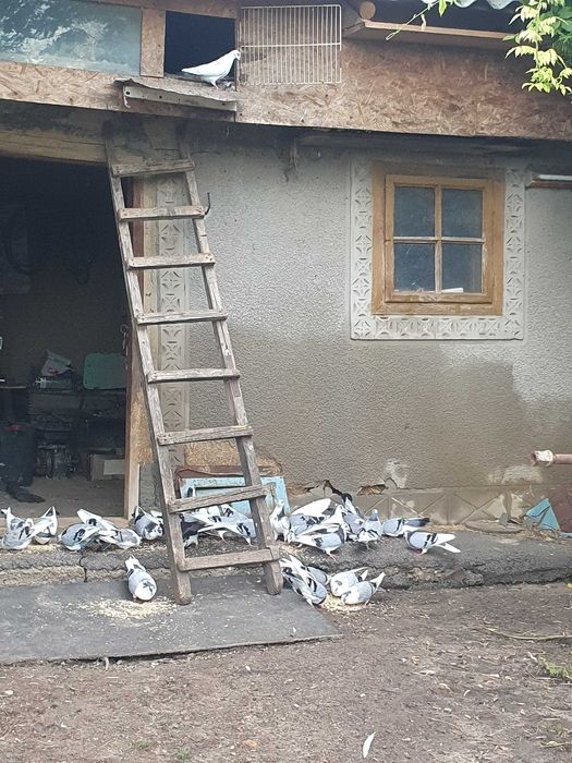 Vând porumbei jucători