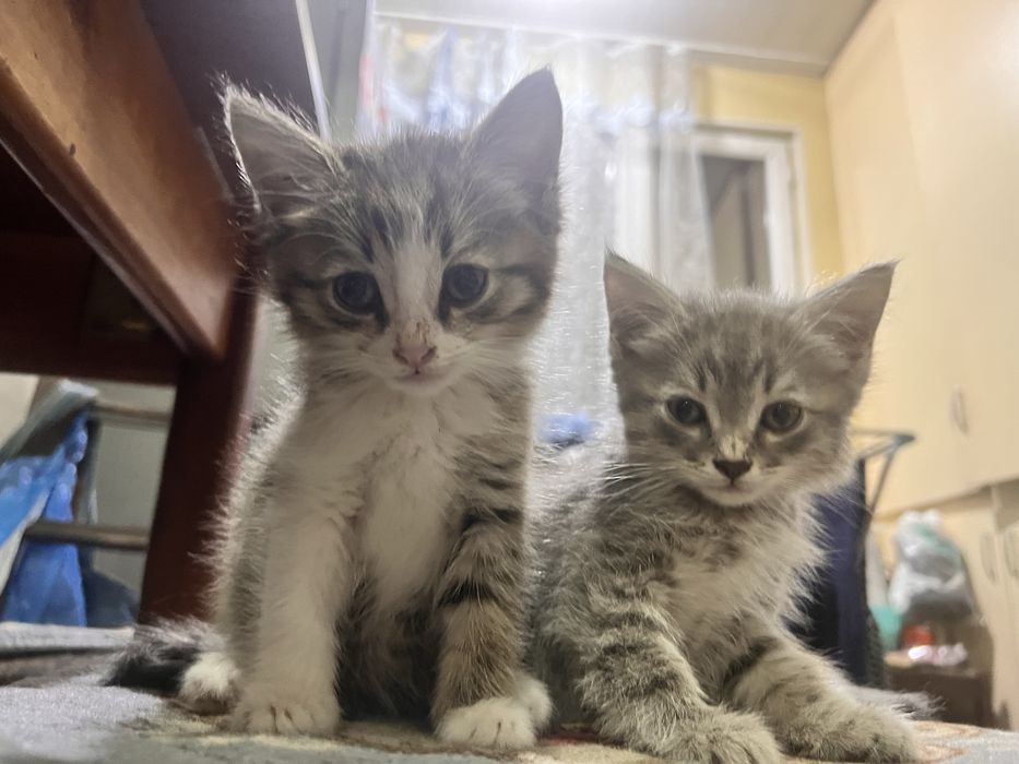 Котята в добрые руки!