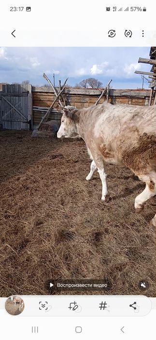 Продам телку 3 года