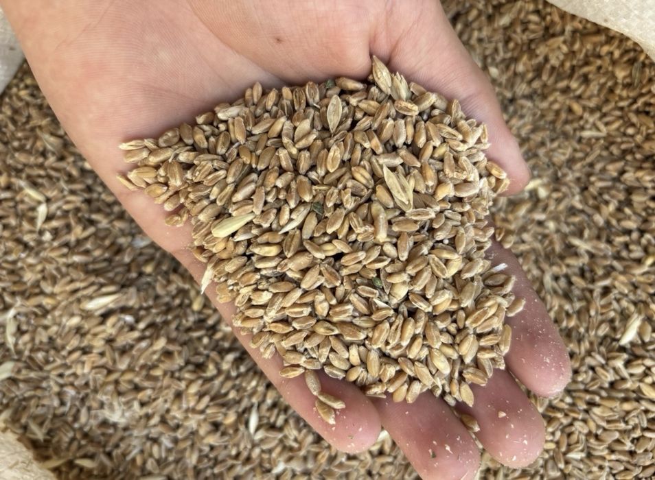 Бидай(пшеница) сатамын