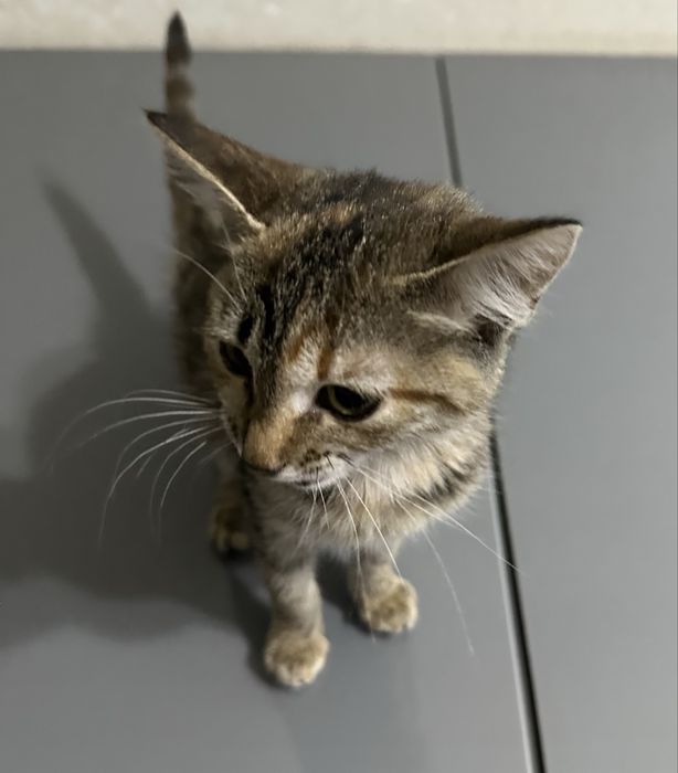 Котенок в добрые руки