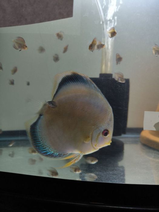 Продам Дискусов, мальки! Дискусы