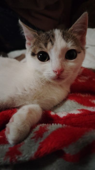 Donez 2 puiuți de pisică