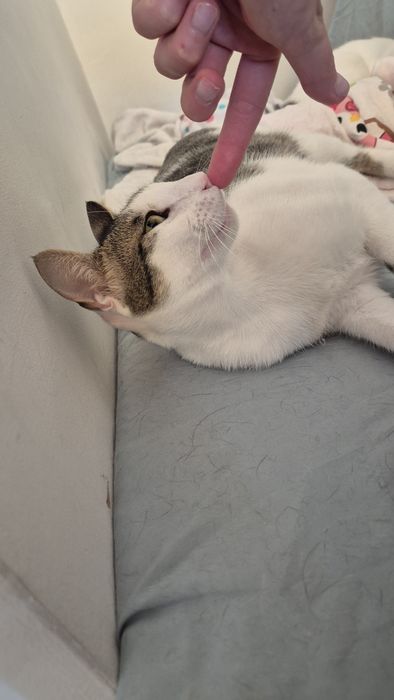 Greta pisica care cauta oameni
