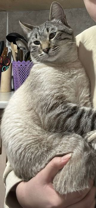 Пропал котенок !