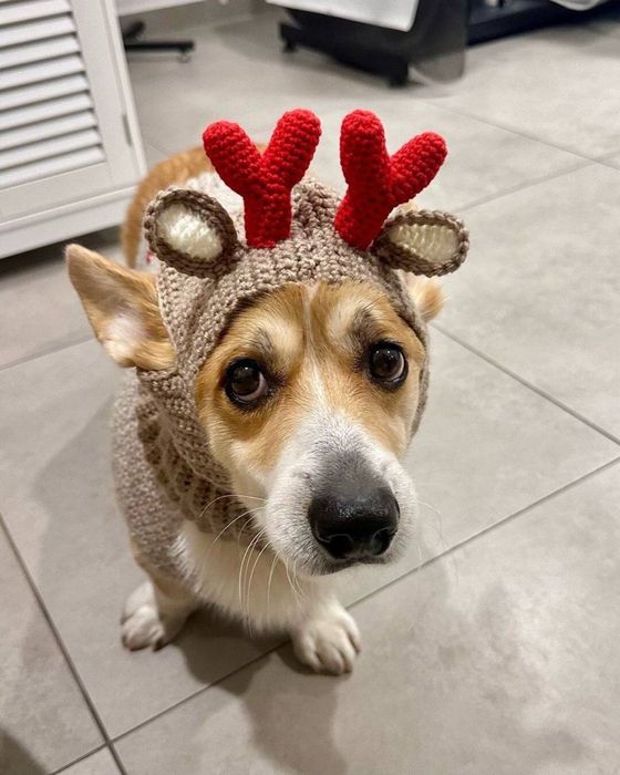 Вязаная одежда для кошек и собак