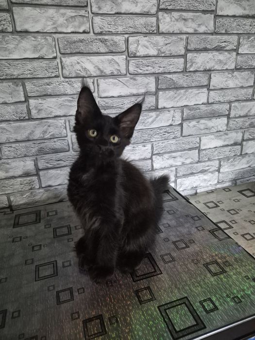 Котята мейн кун. Готовы ехать к вам