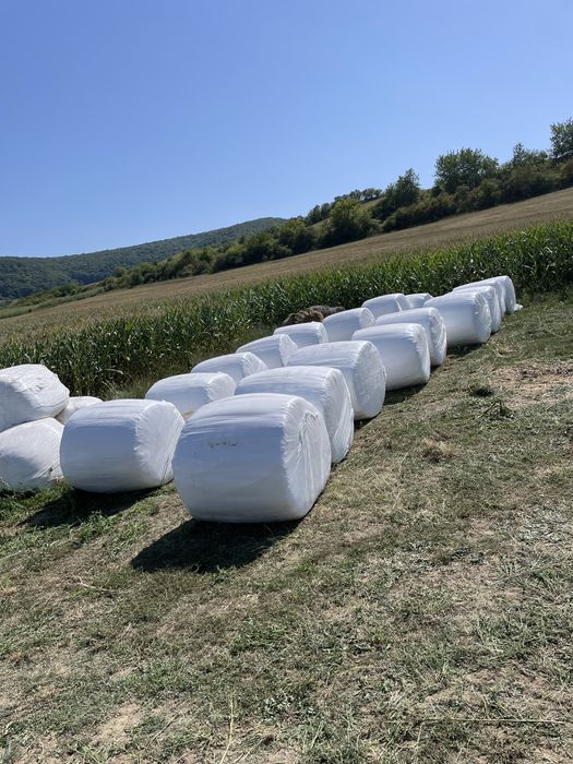 Vand balotii lucerna infoliata