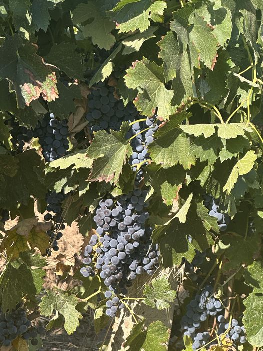 Vând struguri de vin merlot, feteasca neagră