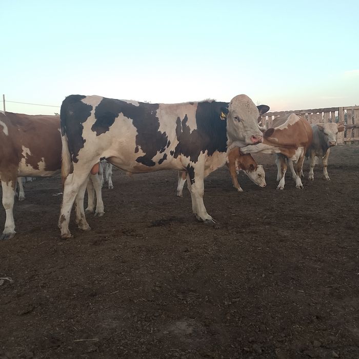 Продам быков подсосные