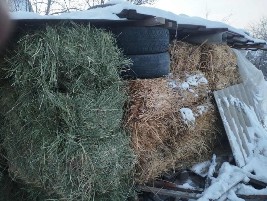 Шөп сатлады 1000тг