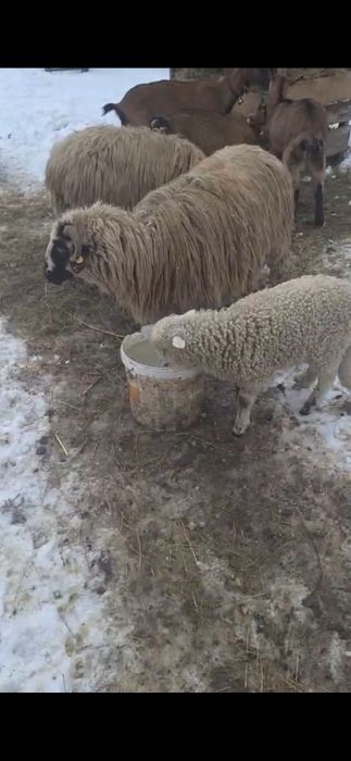 4 oi si 4 mieluțe  la prima fătare  11 milioane bucata bani  vechi