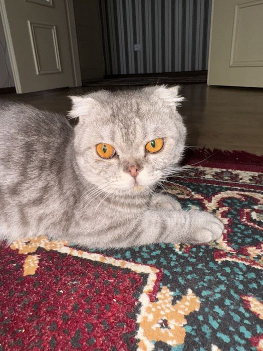 Большой кот кастрирован