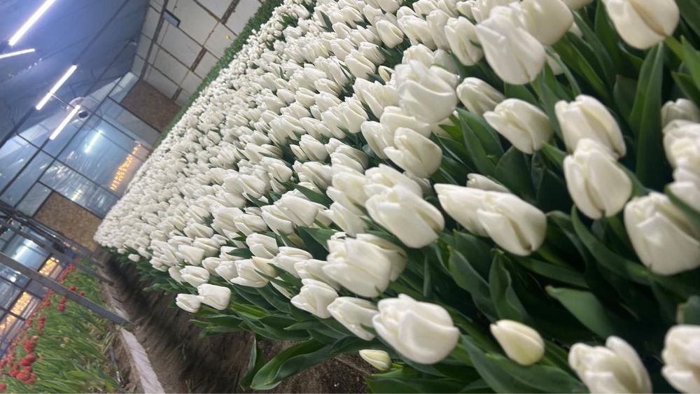 Тюльпаны оптом алматинские
