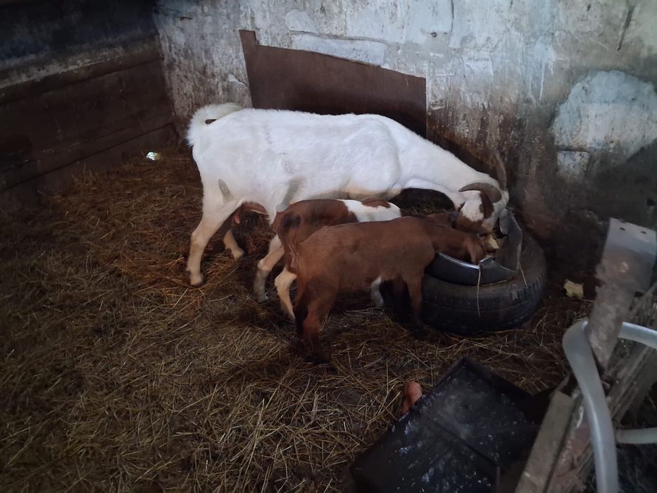 Capra boier +2 iede