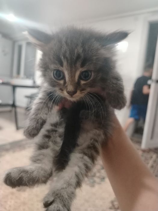 Отдам котят в хорошие добрые руки