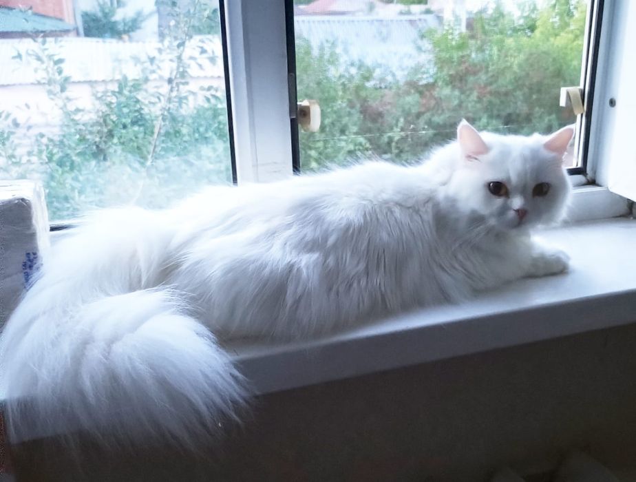 Продаютс котята британцы