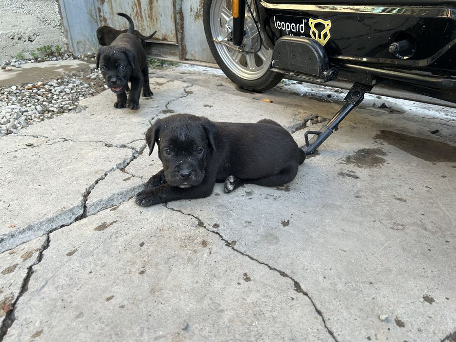 Щинки Кане Корсо