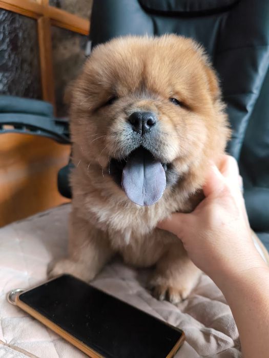 Чау-чау. Рыжики, умные, пушистые детки ищат своих хозяев, друзей!