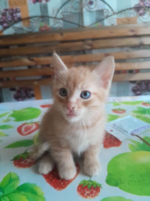 Отдам котят в хорошие руки