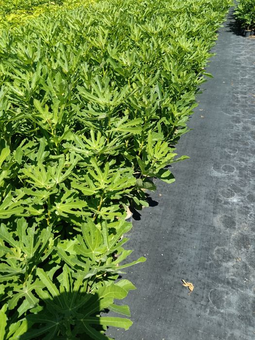 Смокини мичуринска .и черна